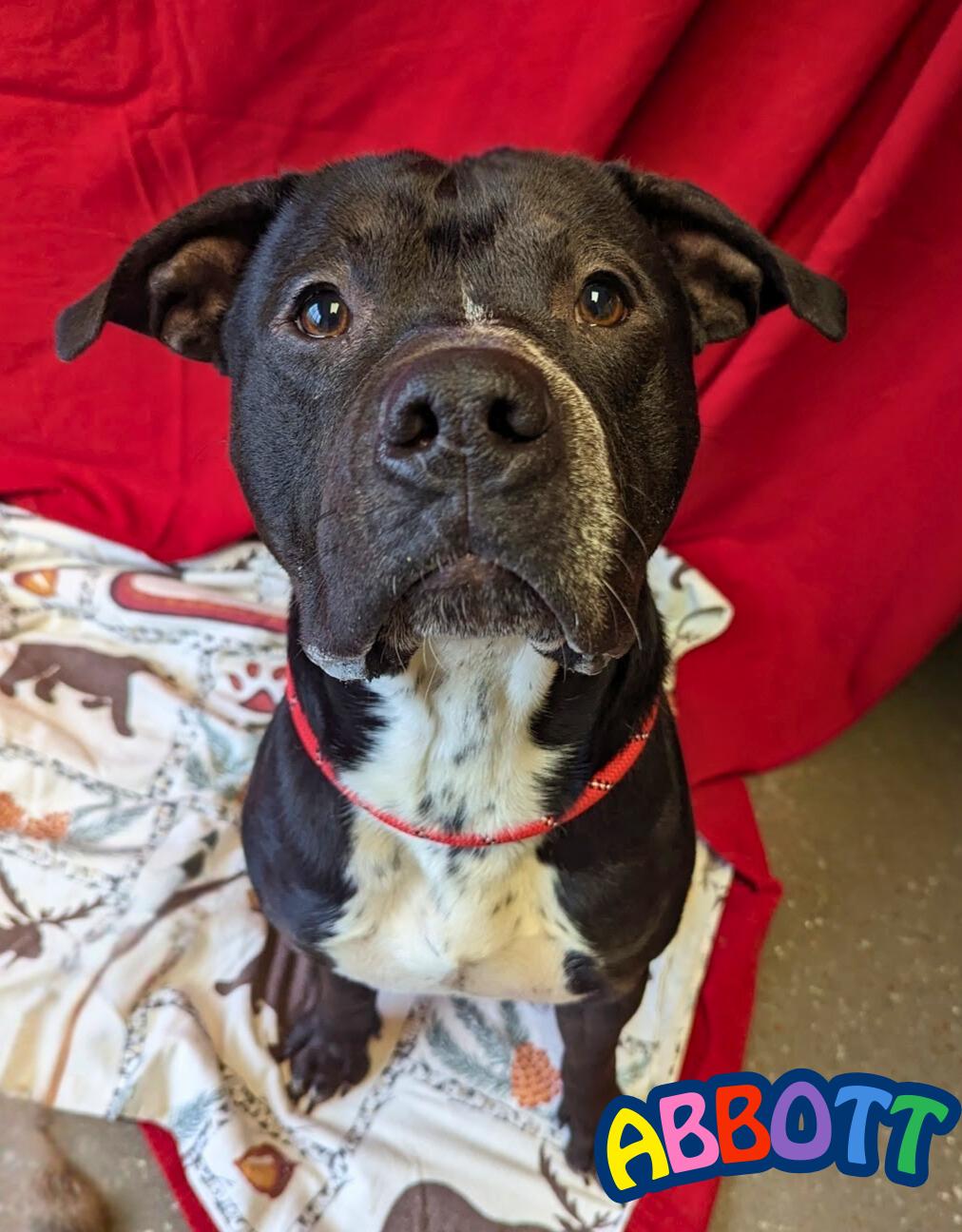 Enlarge Abbott, a Adoptable mixed breed in Valparaiso, IN image 3/4