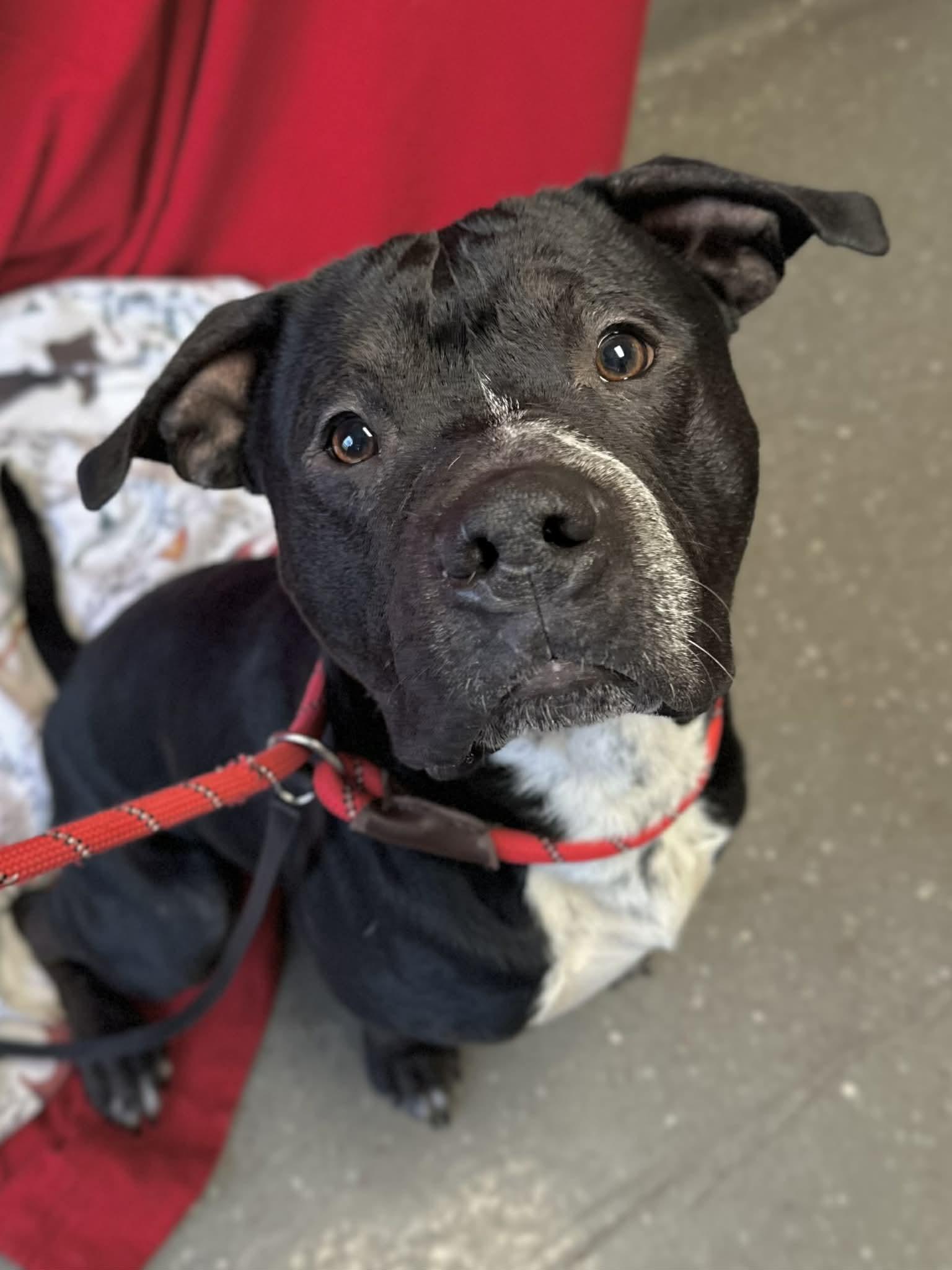 Enlarge Abbott, a Adoptable mixed breed in Valparaiso, IN image 4/4
