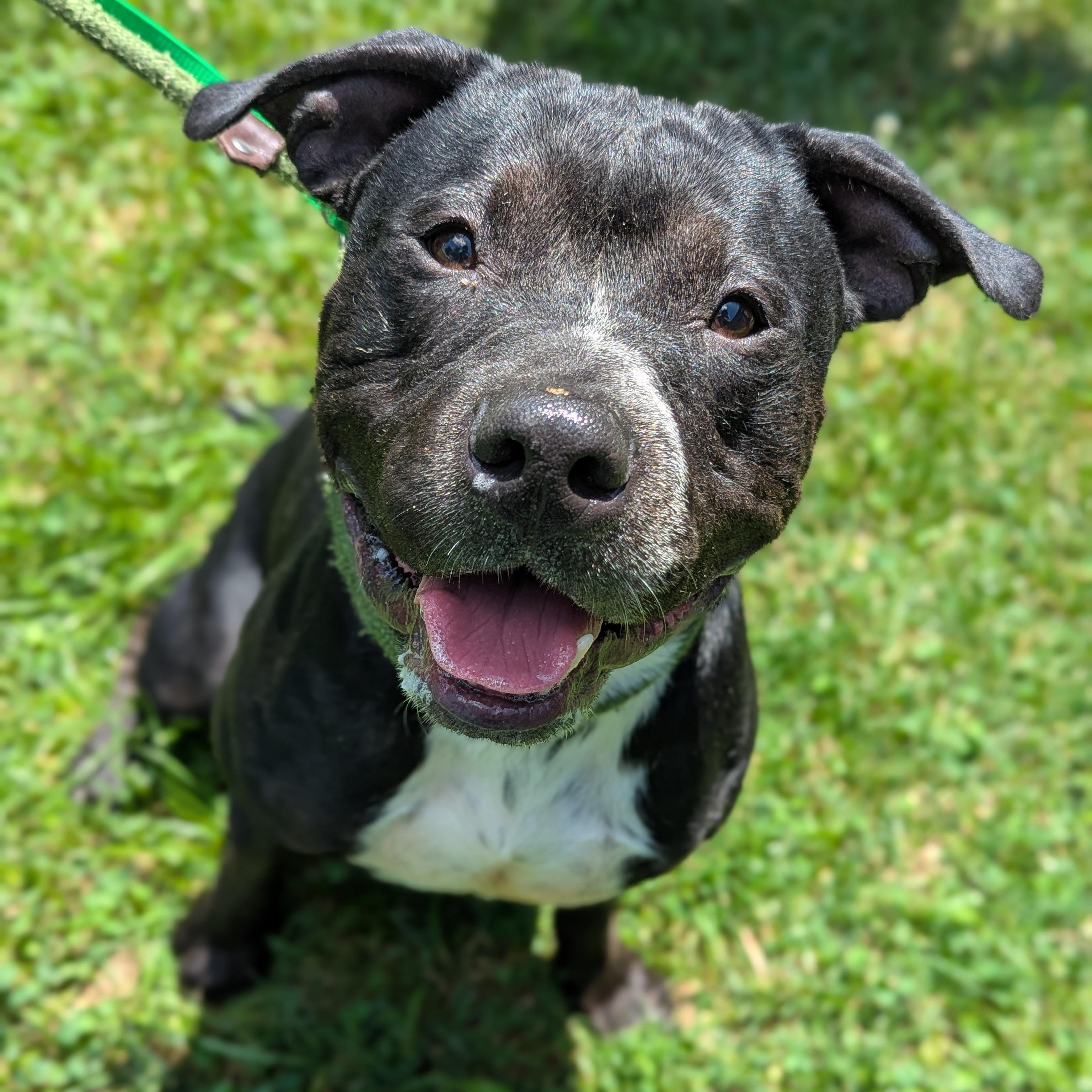 Abbott, Adoptable, Adult Male American Staffordshire Terrier.