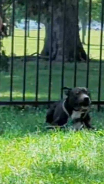 Enlarge Abbott, a Adoptable mixed breed in Valparaiso, IN video 2/4