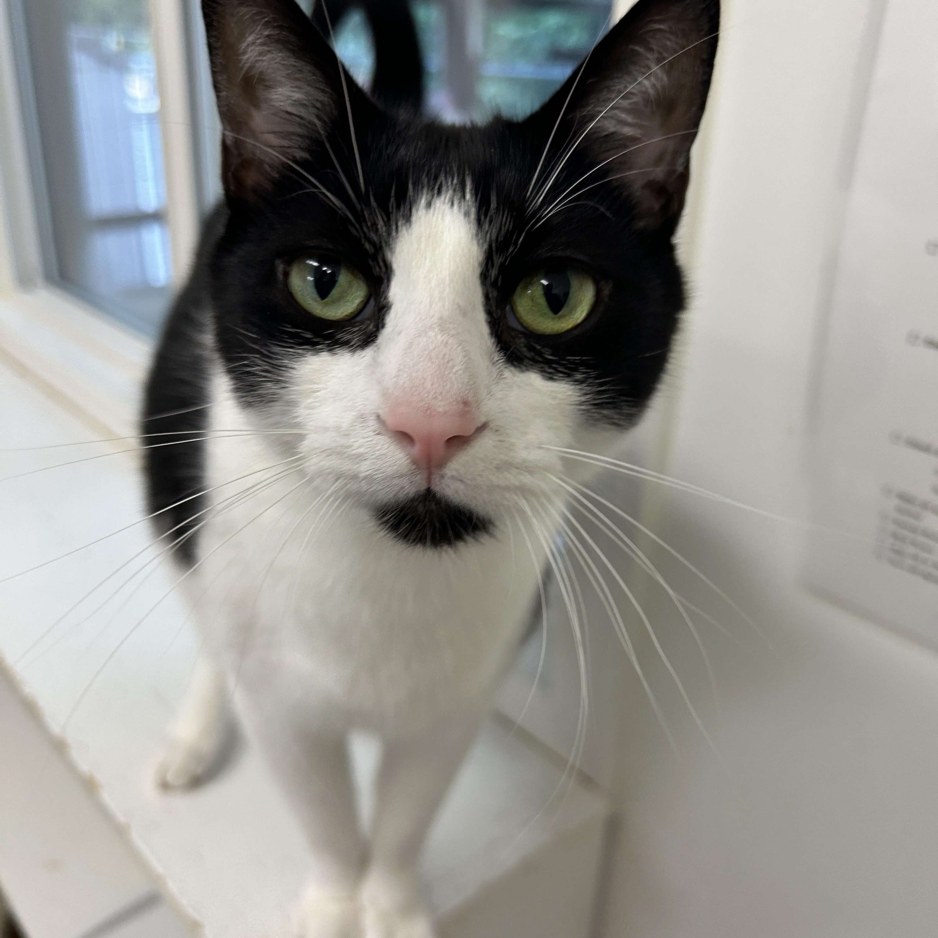 Egg Drop, ADOPTABLE, Adult Male Domestic Short Hair.