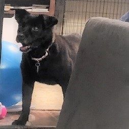 Bonnie, Adult Female Black Labrador Retriever