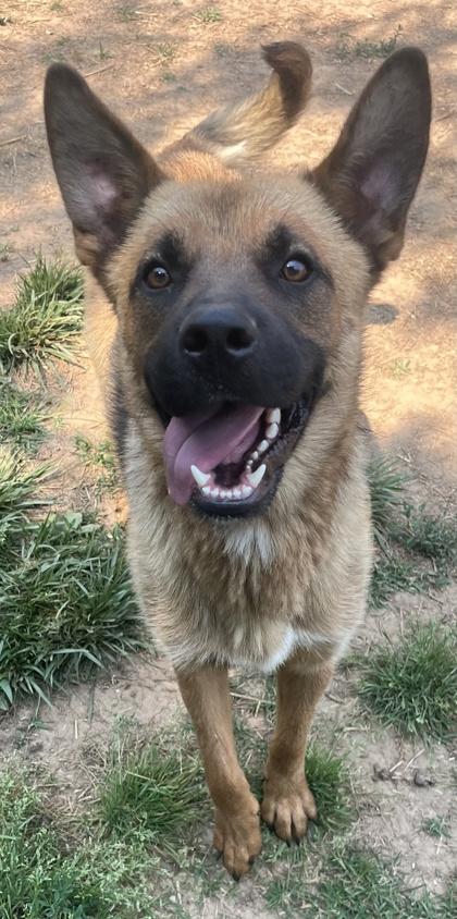 Dagger-NO CATS, Adoptable, Adult Male German Shepherd Dog & Mixed Breed.