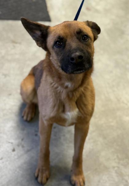 Enlarge Dagger-NO CATS, a Adoptable mixed breed in Bowling Green, KY image 3/3