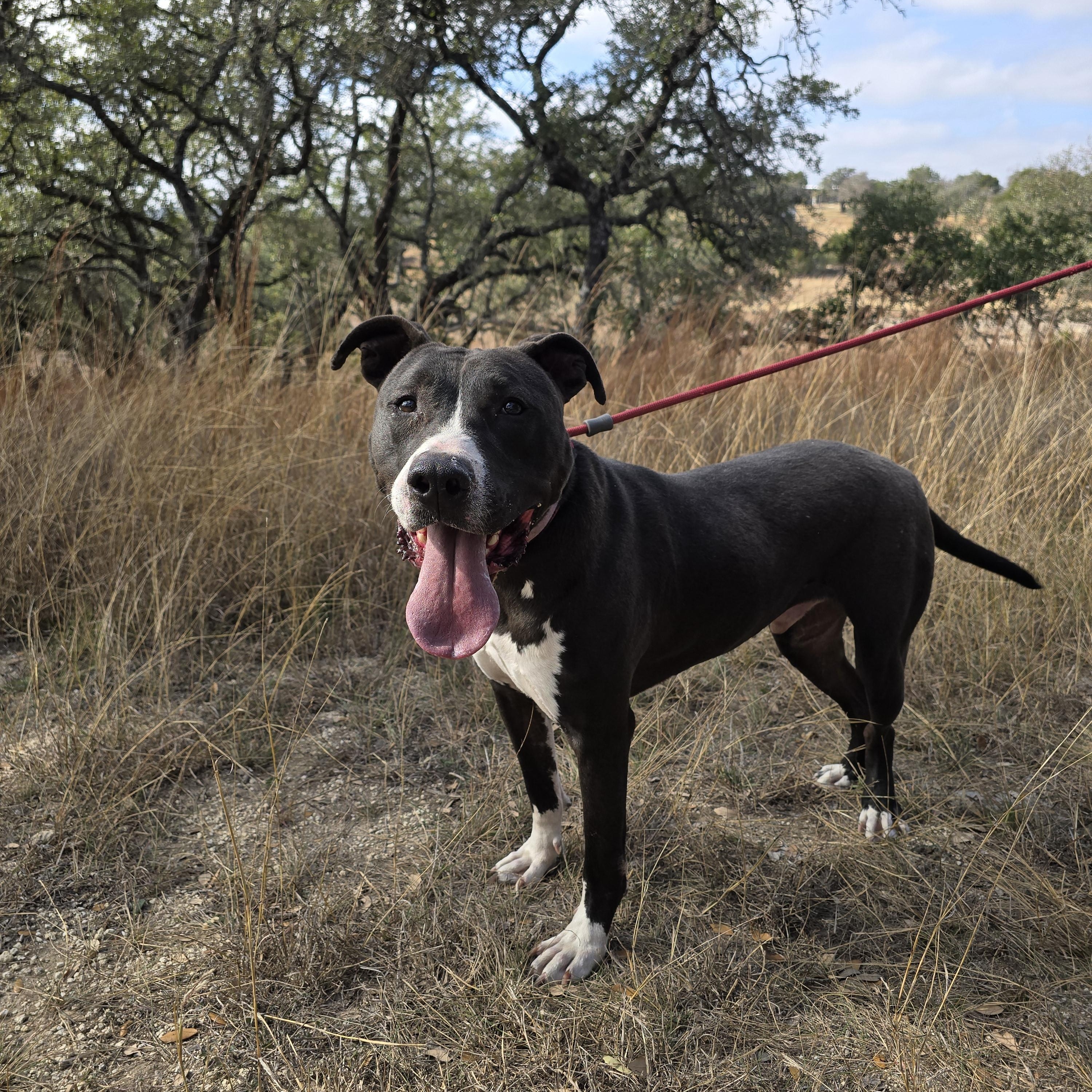Enlarge Denver, a ADOPTABLE mixed breed in Olympia, WA image 5/5