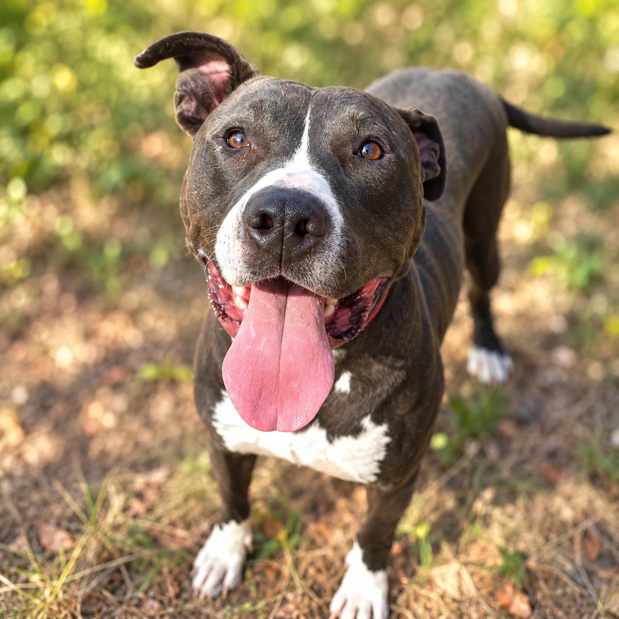 Denver, ADOPTABLE, Young Male American Staffordshire Terrier & Great Dane.