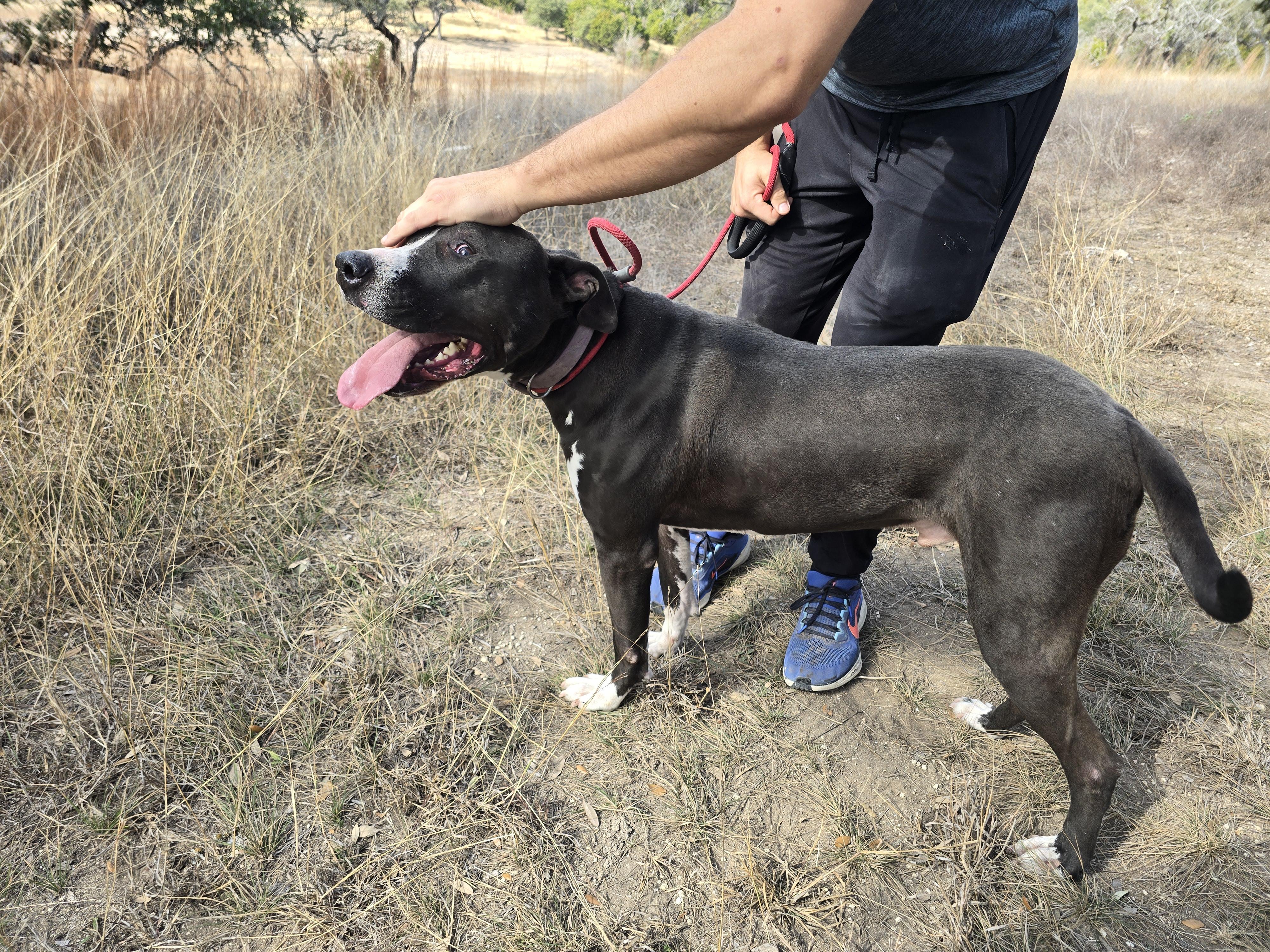 Enlarge Denver, a ADOPTABLE mixed breed in Olympia, WA image 3/5