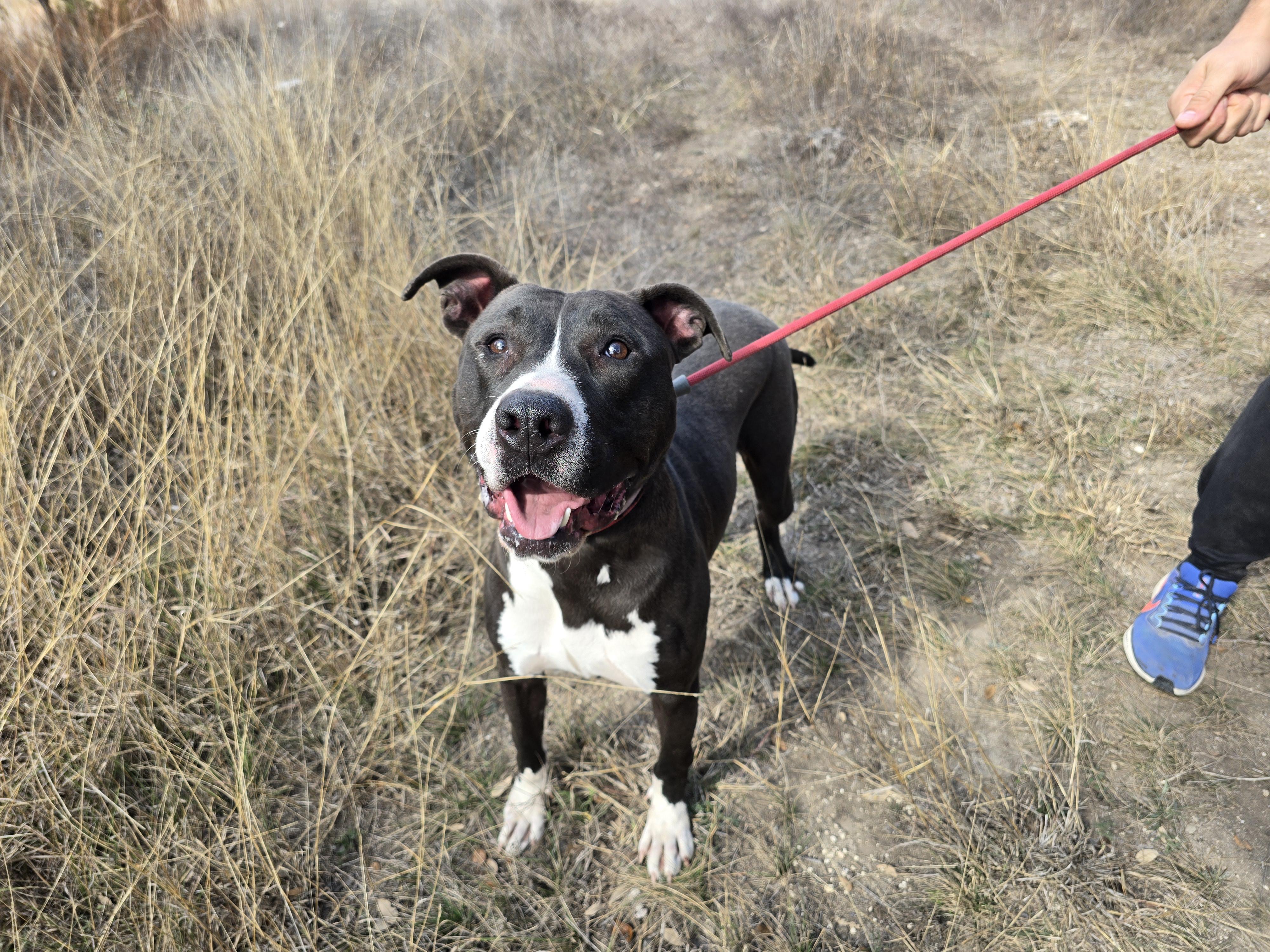 Enlarge Denver, a ADOPTABLE mixed breed in Olympia, WA image 4/5