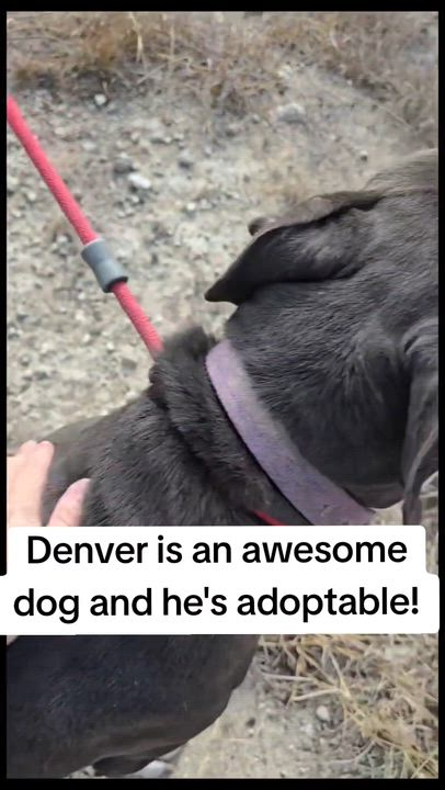 Enlarge Denver, a ADOPTABLE mixed breed in Olympia, WA video 2/5