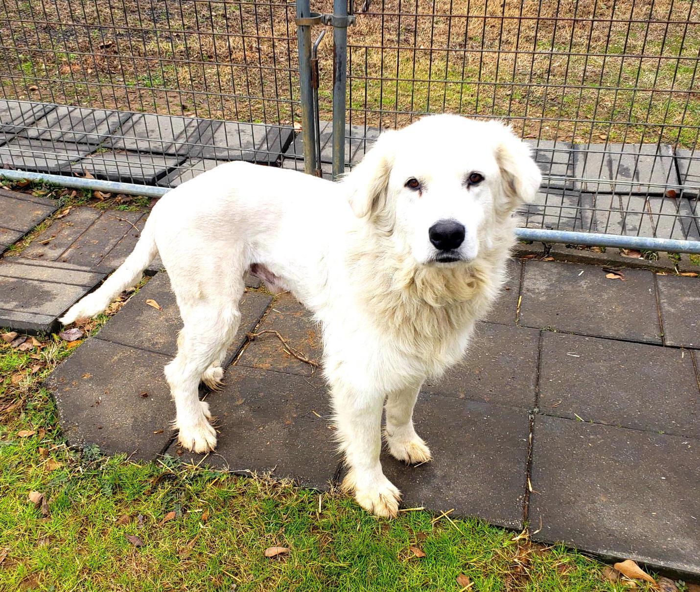 Enlarge Chance, a ADOPTABLE Great Pyrenees in Muldrow, OK image 5/6