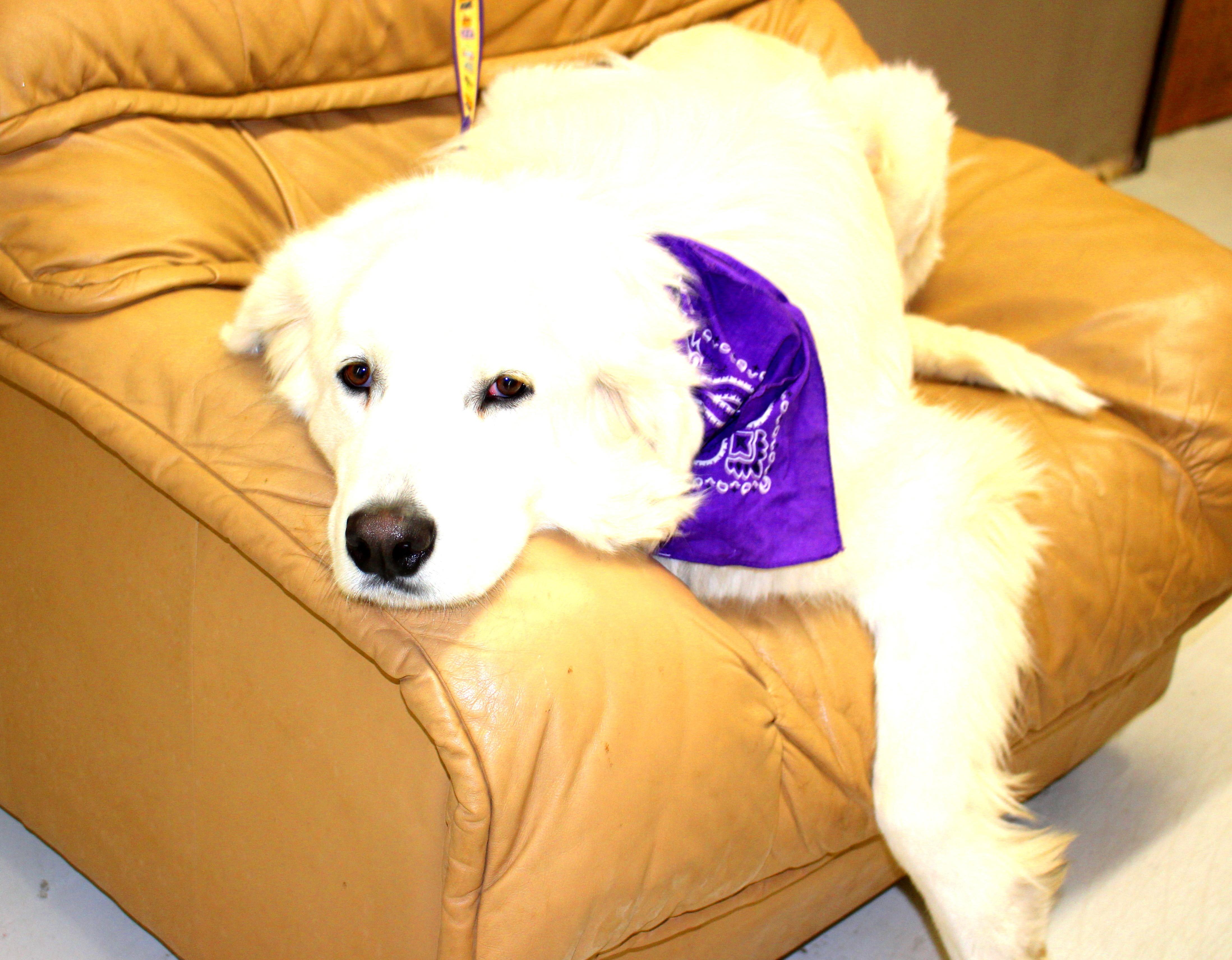 Enlarge Chance, a other Great Pyrenees in Muldrow, OK image 2/6