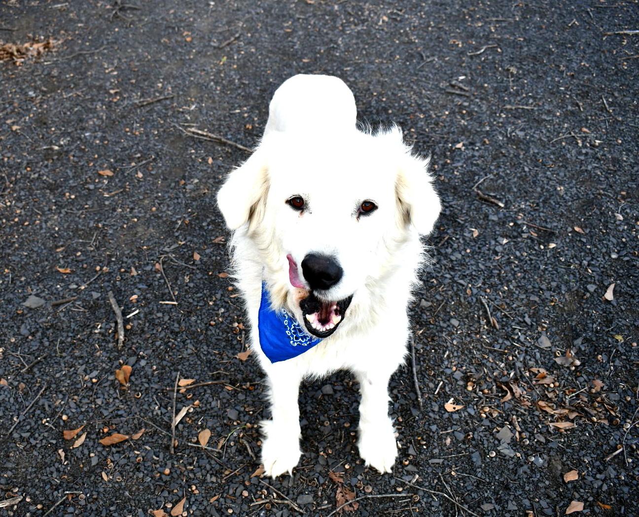 Enlarge Chance, a ADOPTABLE Great Pyrenees in Muldrow, OK image 4/6