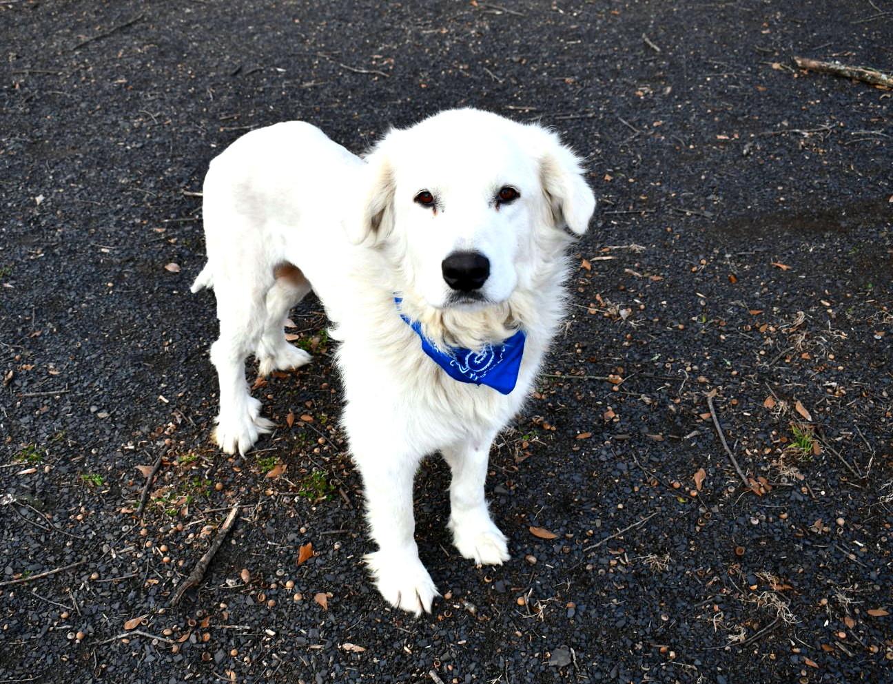 Enlarge Chance, a ADOPTABLE Great Pyrenees in Muldrow, OK image 3/6