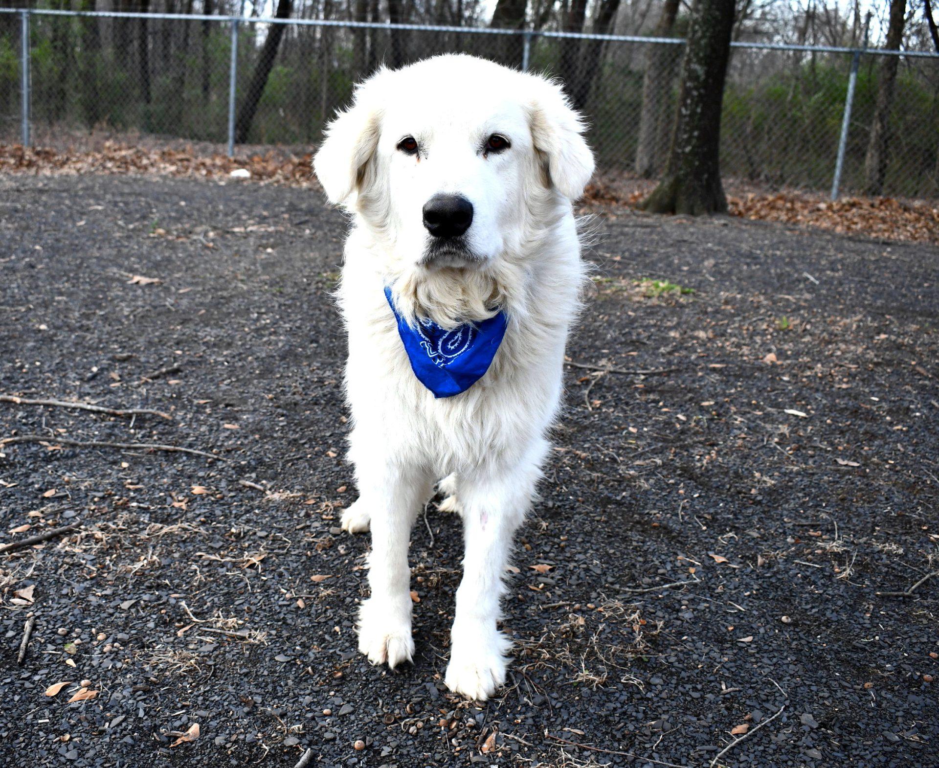 Enlarge Chance, a ADOPTABLE Great Pyrenees in Muldrow, OK image 6/6
