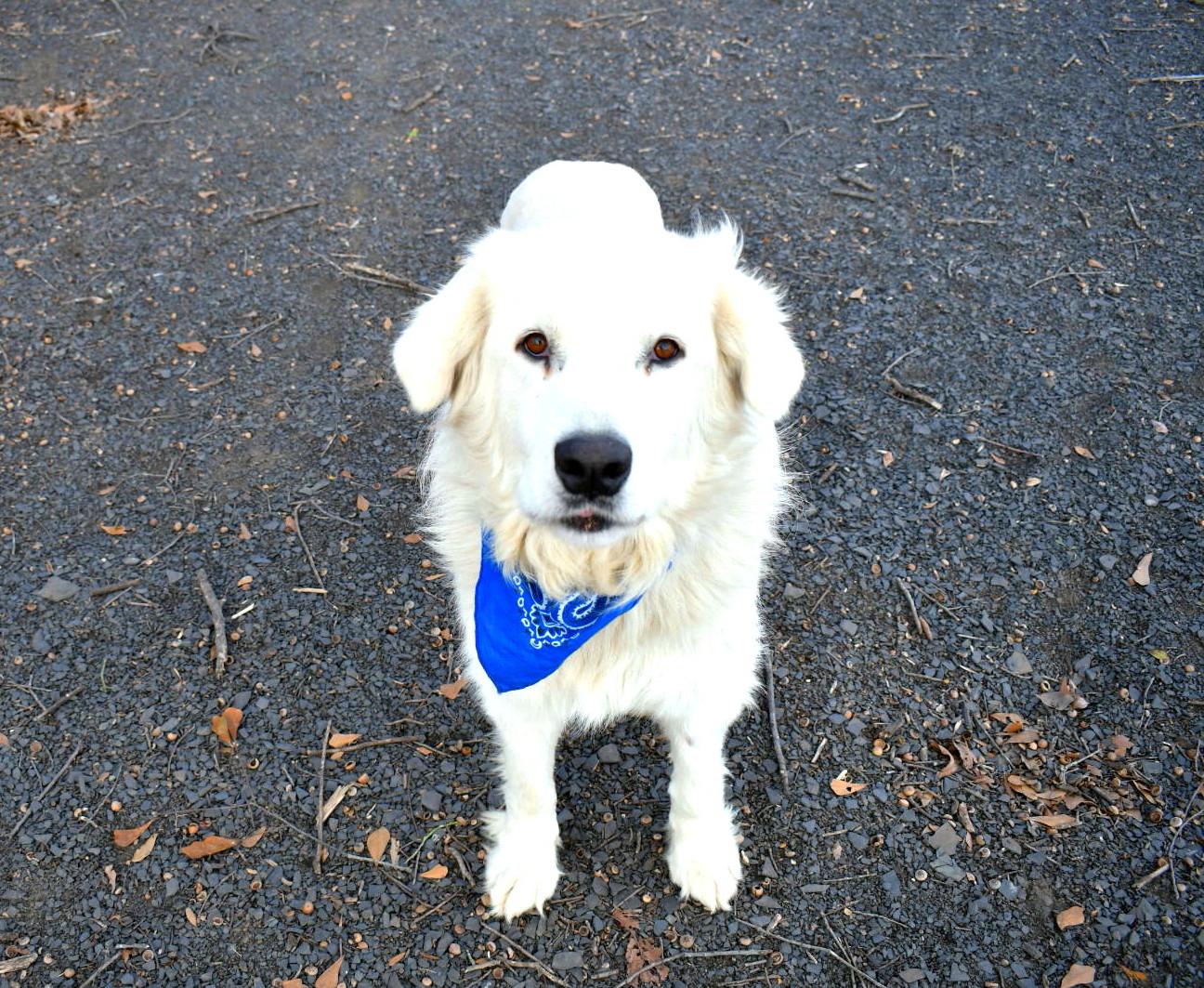 Chance, ADOPTABLE, Adult Male Great Pyrenees.