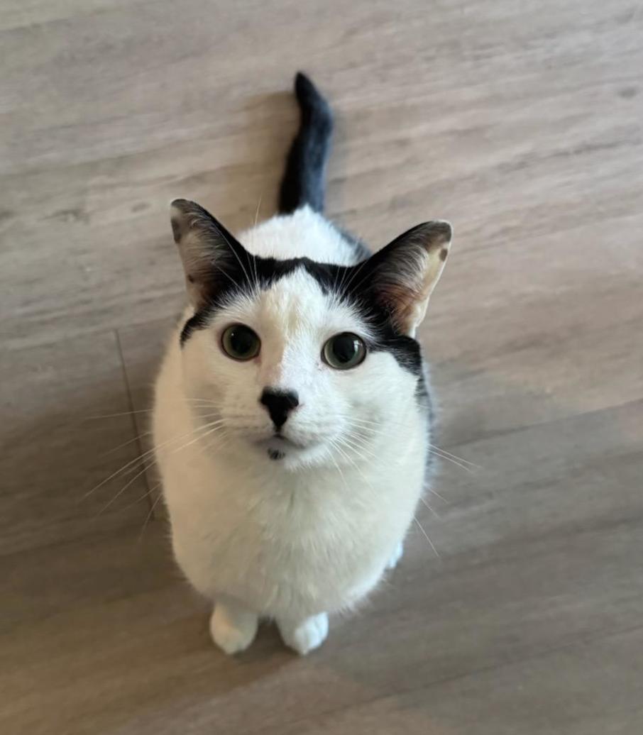 CHARLIE #1752n-Offered by Owner- Outgoing & Social, Adoptable, Adult Male Domestic Short Hair.