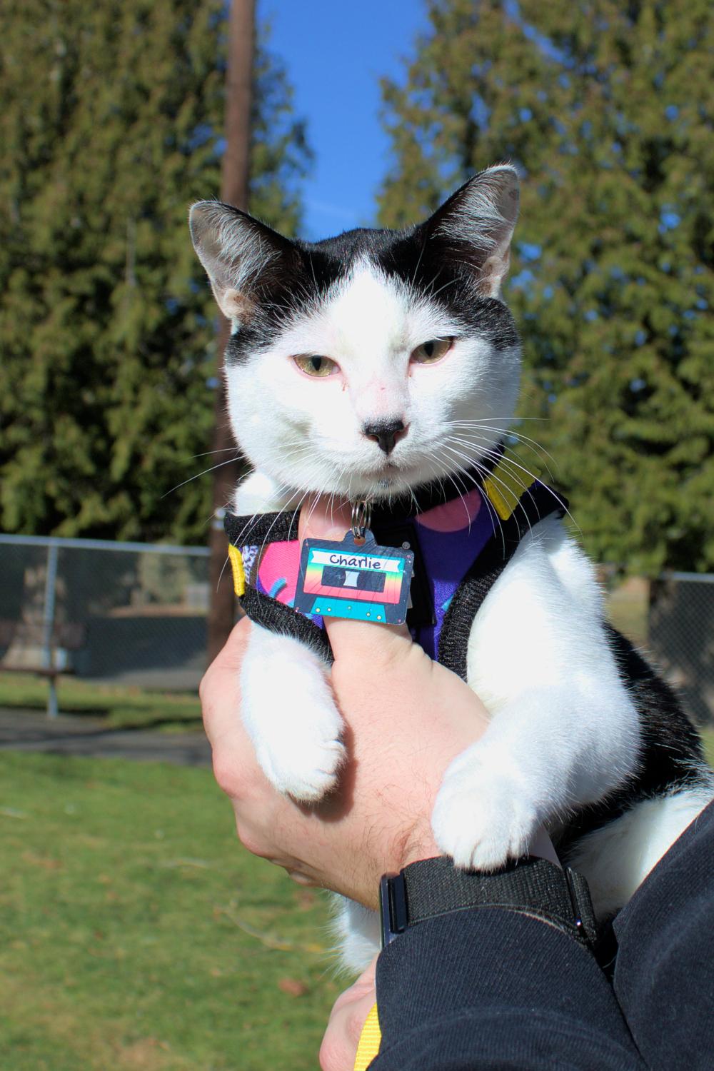 Enlarge CHARLIE #1752n-Offered by Owner- Outgoing & Social, a Adoptable Domestic Short Hair in Hillsboro, OR image 2/3