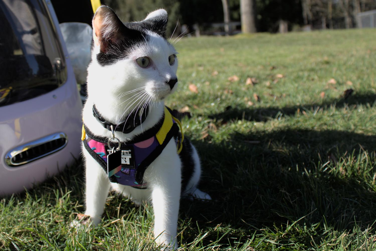 Enlarge CHARLIE #1752n-Offered by Owner- Outgoing & Social, a Adoptable Domestic Short Hair in Hillsboro, OR image 3/3