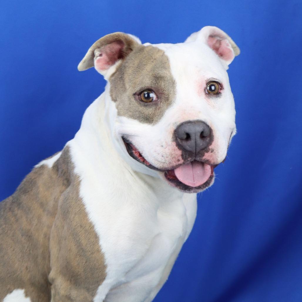 Missy - 102804T, Adoptable, Adult Female Pit Bull Terrier.