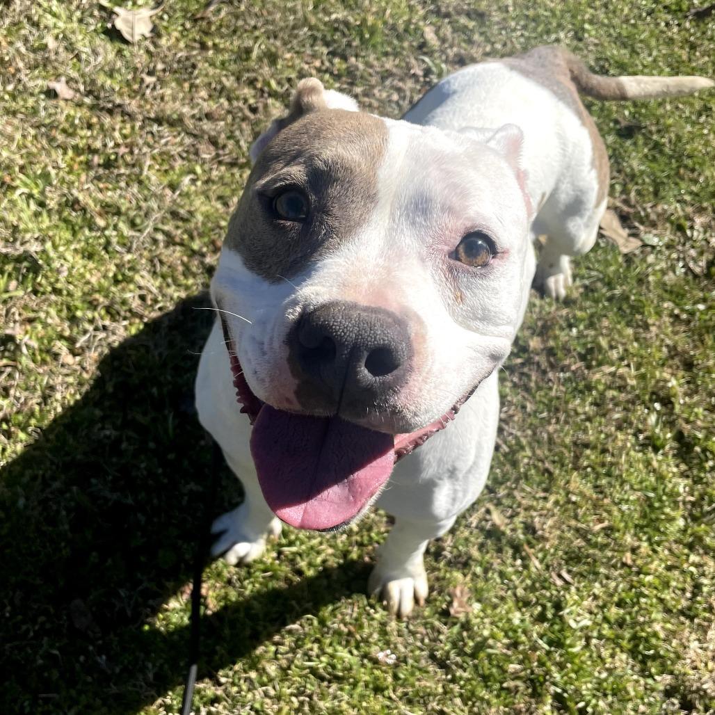 Missy - 102804T, a Adoptable mixed breed in Tupelo, MS image 2/3