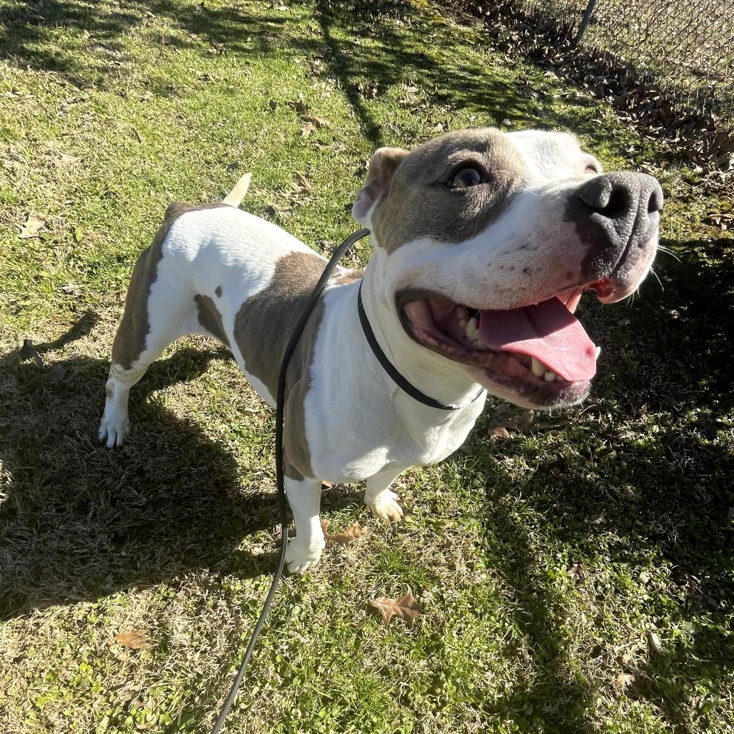 Missy - 102804T, a Adoptable mixed breed in Tupelo, MS image 3/3