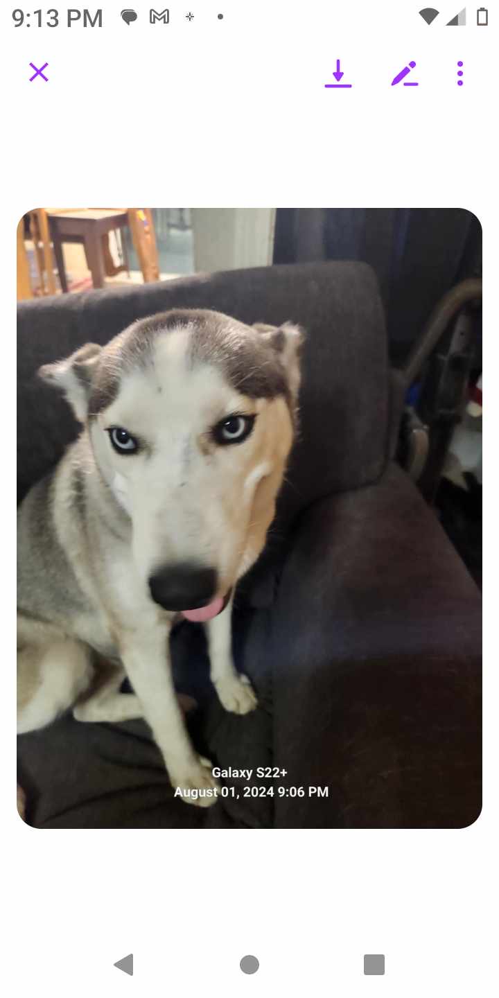 Enlarge Roxy, a Adopted Husky in Converse, TX image 1/5