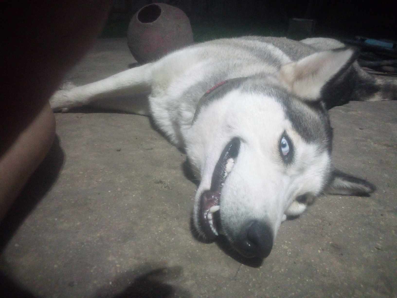 Enlarge Roxy, a Adopted Husky in Converse, TX image 2/5