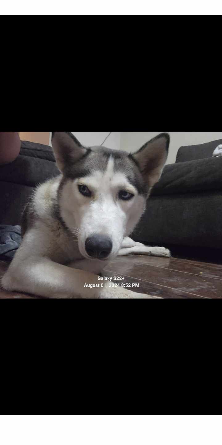 Enlarge Roxy, a Adopted Husky in Converse, TX image 3/5