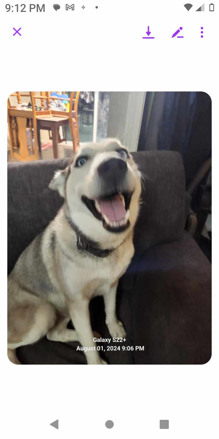 Enlarge Roxy, a Adopted Husky in Converse, TX image 4/5