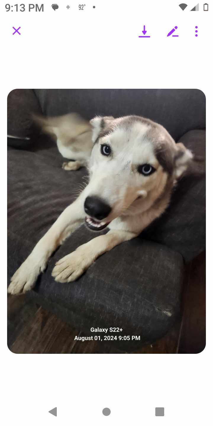 Enlarge Roxy, a Adopted Husky in Converse, TX image 5/5