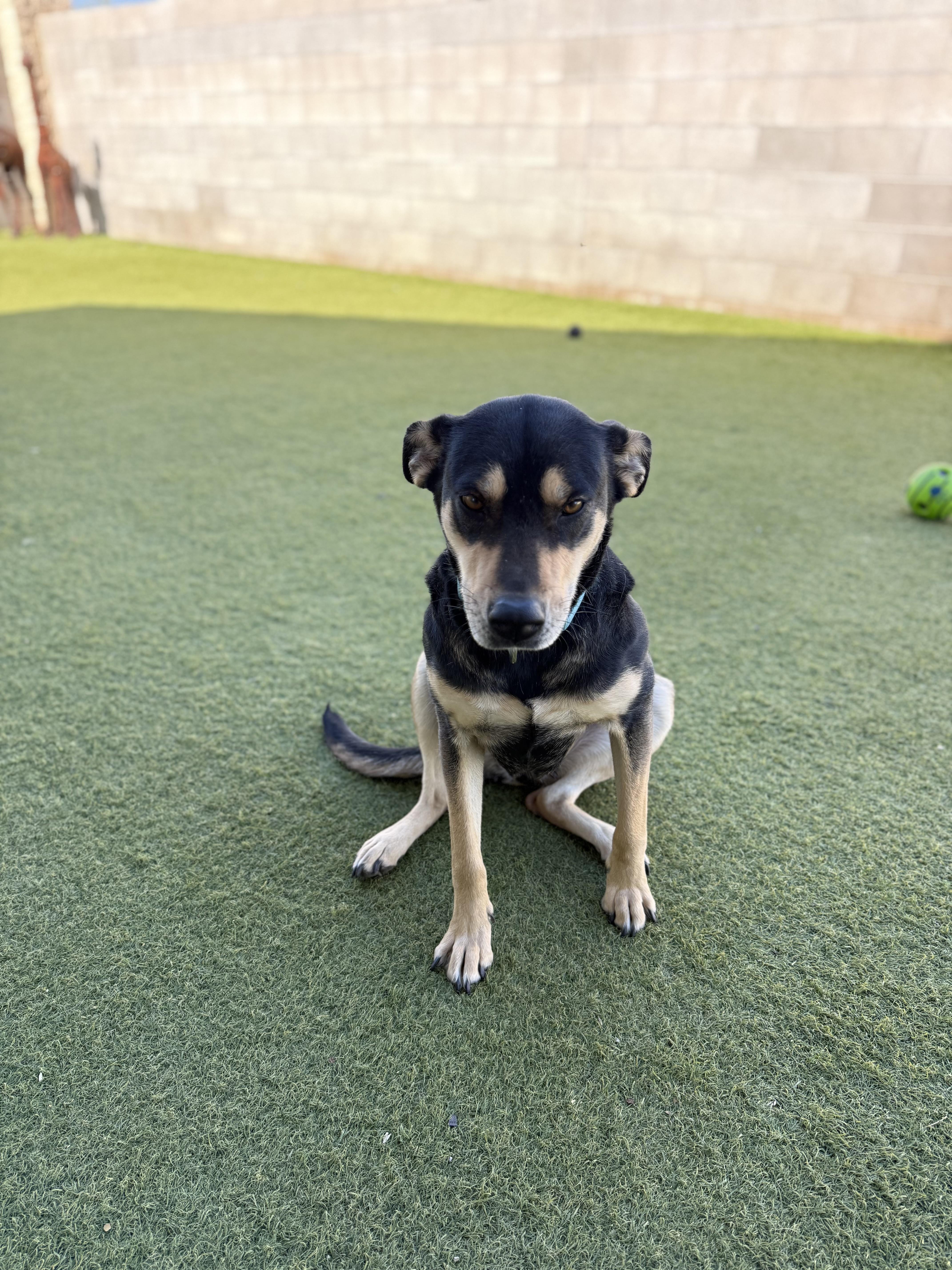 Enlarge Betty, a ADOPTABLE mixed breed in Phoenix, AZ image 4/5