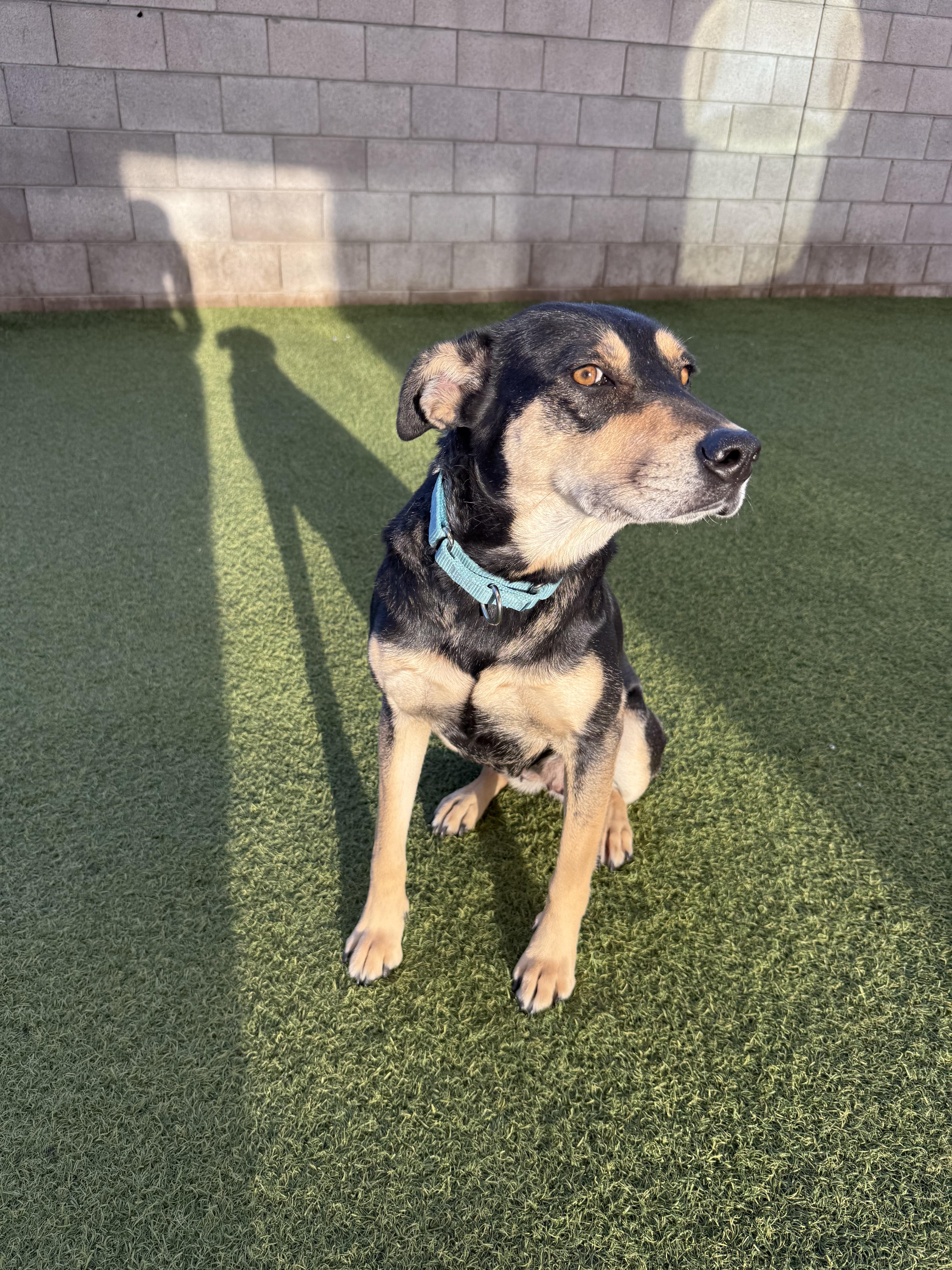 Enlarge Betty, a ADOPTABLE mixed breed in Phoenix, AZ image 2/5