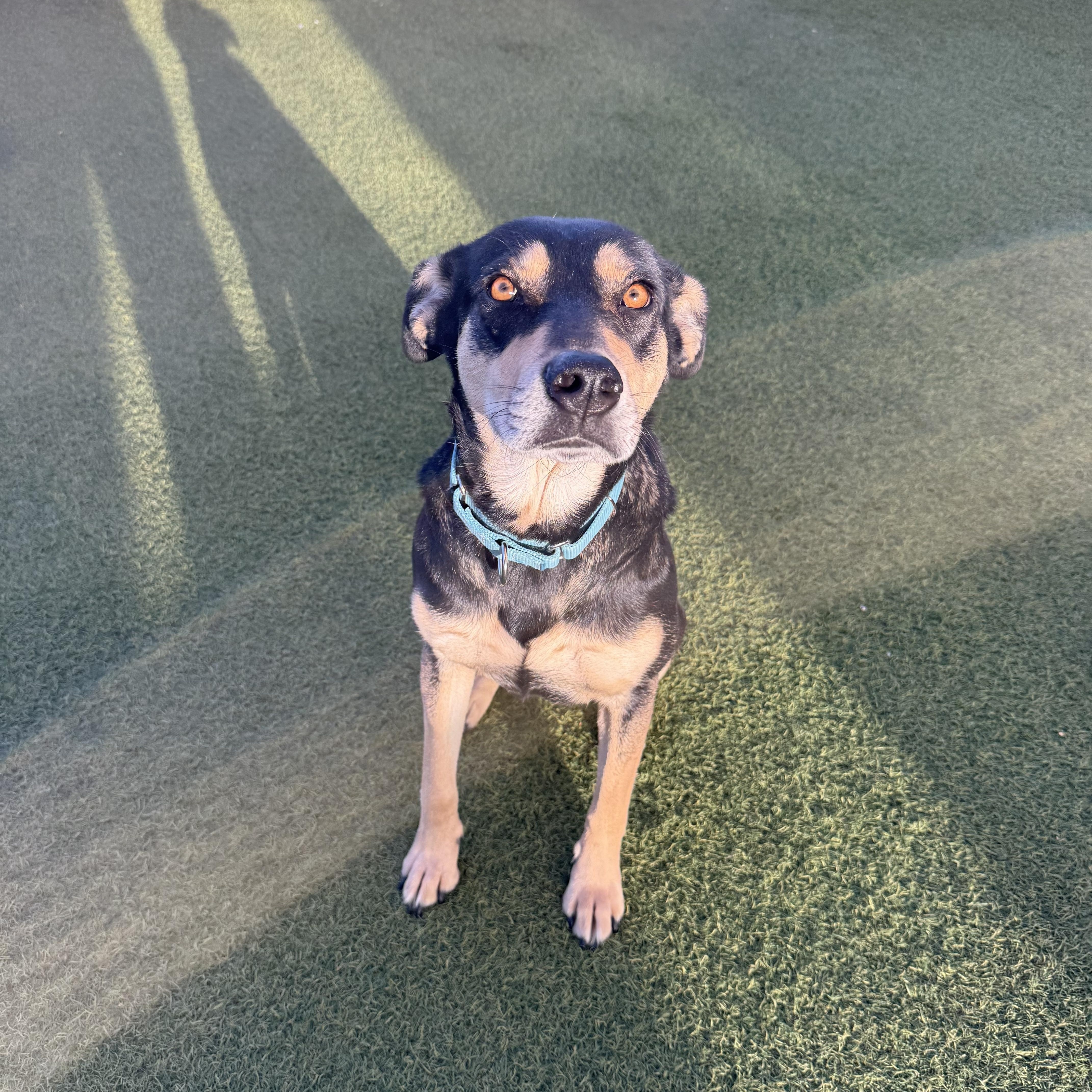 Enlarge Betty, a ADOPTABLE mixed breed in Phoenix, AZ image 1/5