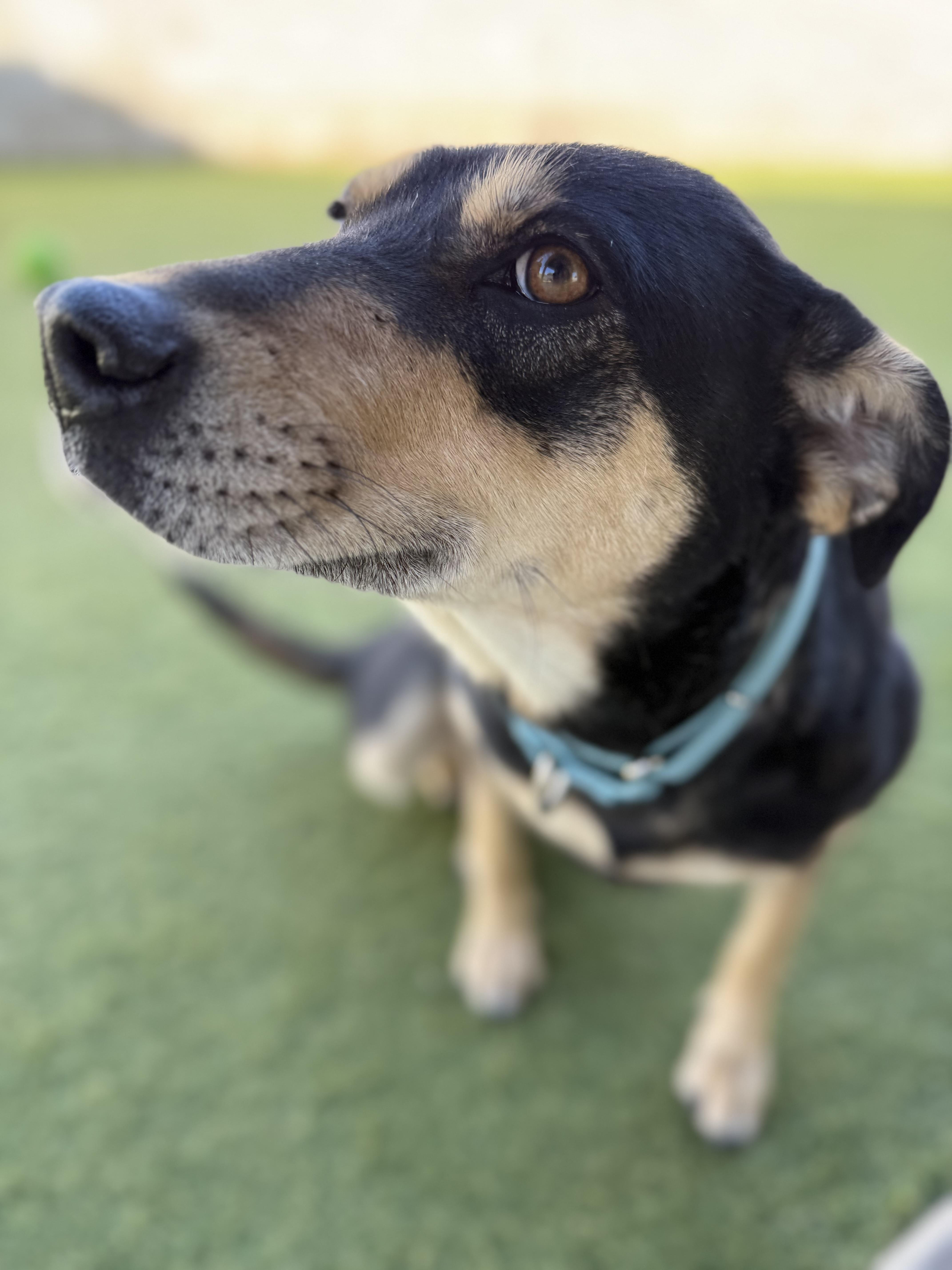 Enlarge Betty, a ADOPTABLE mixed breed in Phoenix, AZ image 3/5