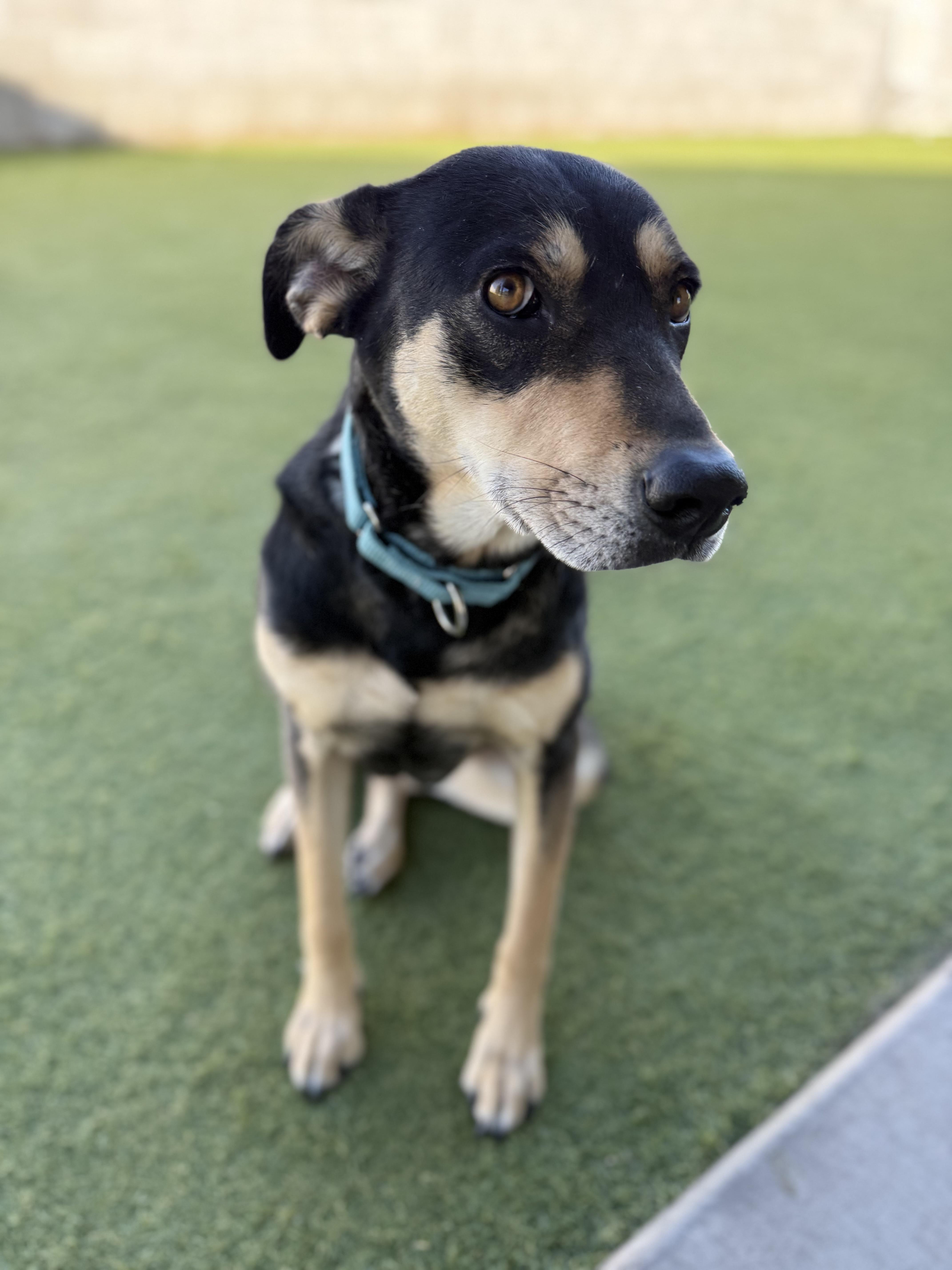 Enlarge Betty, a ADOPTABLE mixed breed in Phoenix, AZ image 5/5