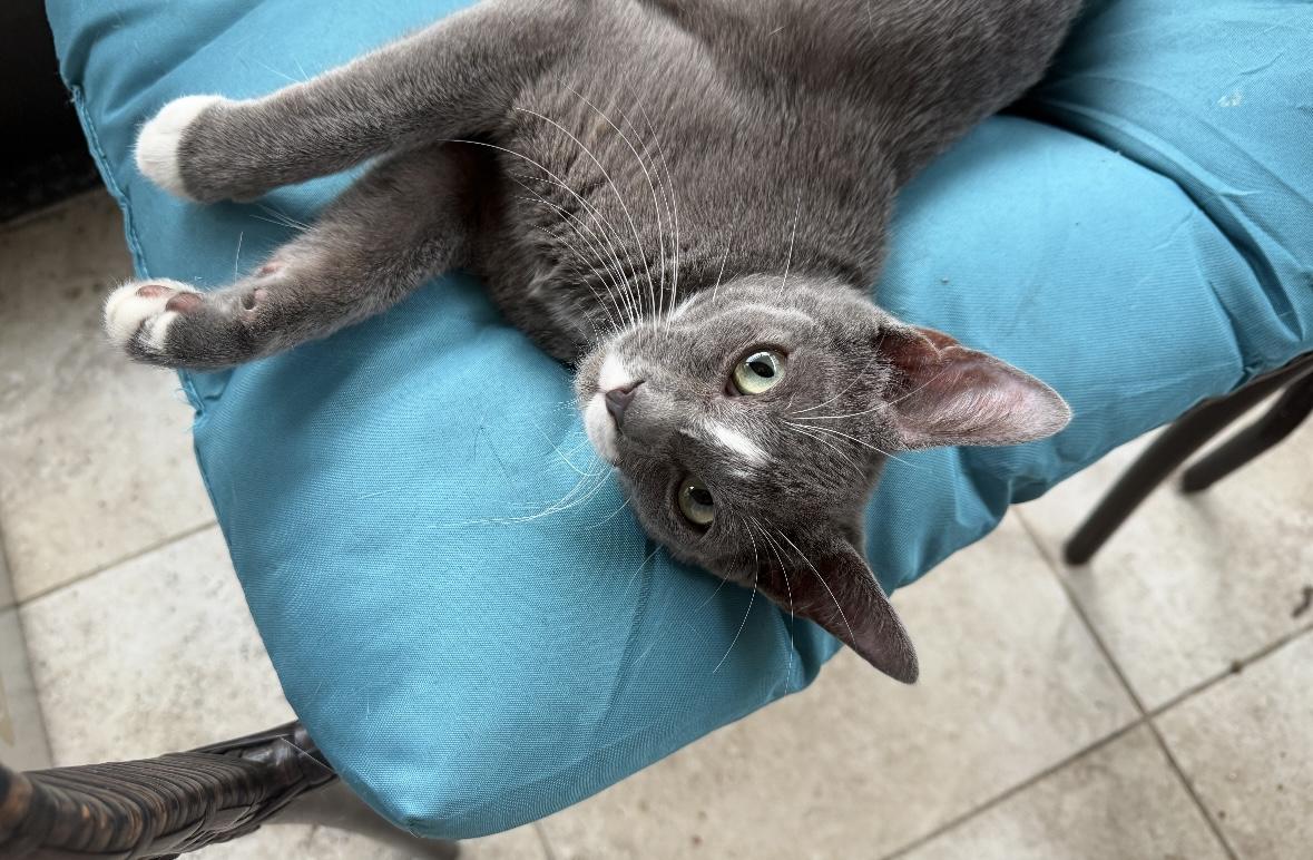 Nigel, Adoptable, Young Male Domestic Short Hair.