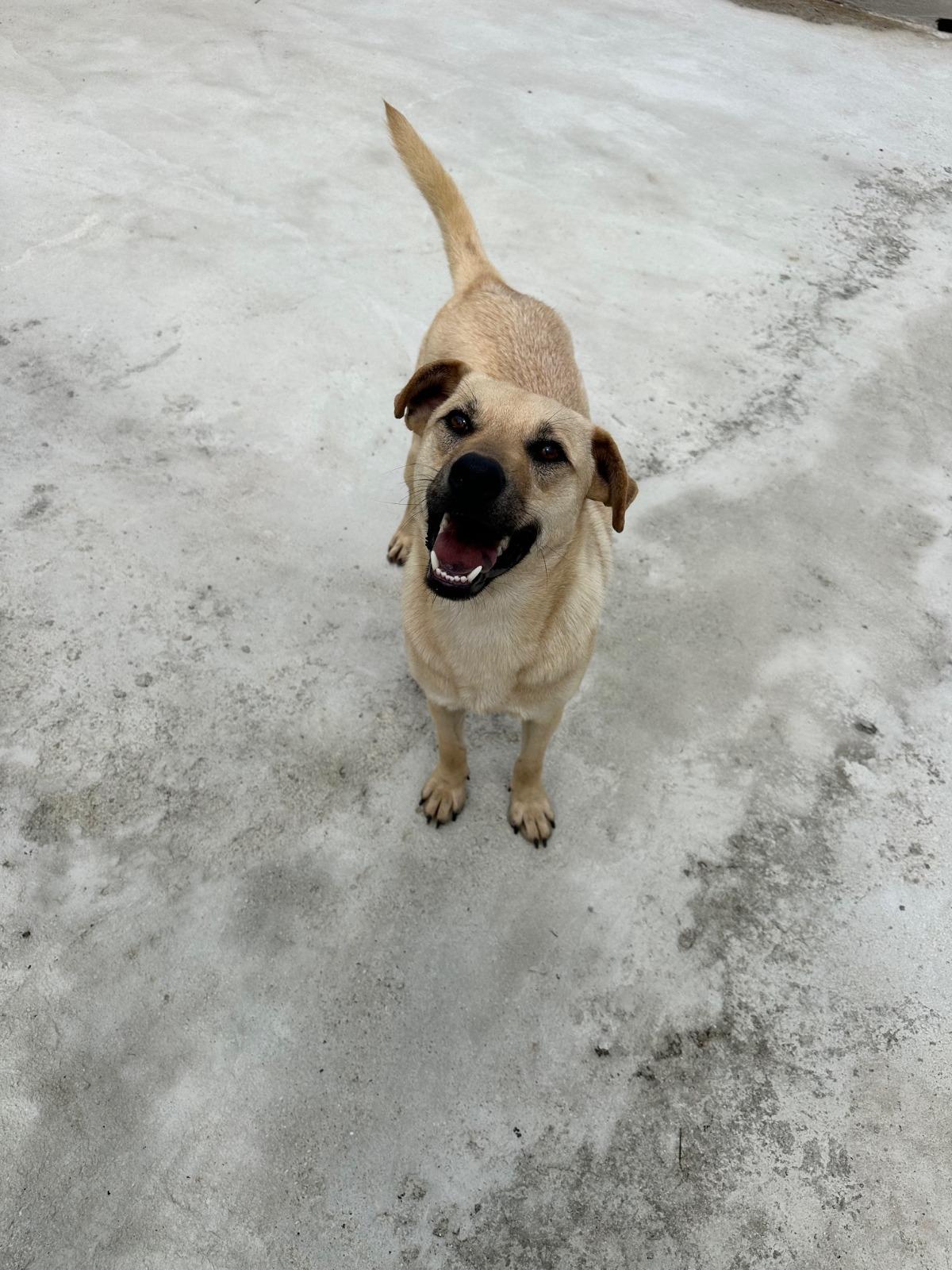 Manny, ADOPTABLE, Young Male Australian Terrier.