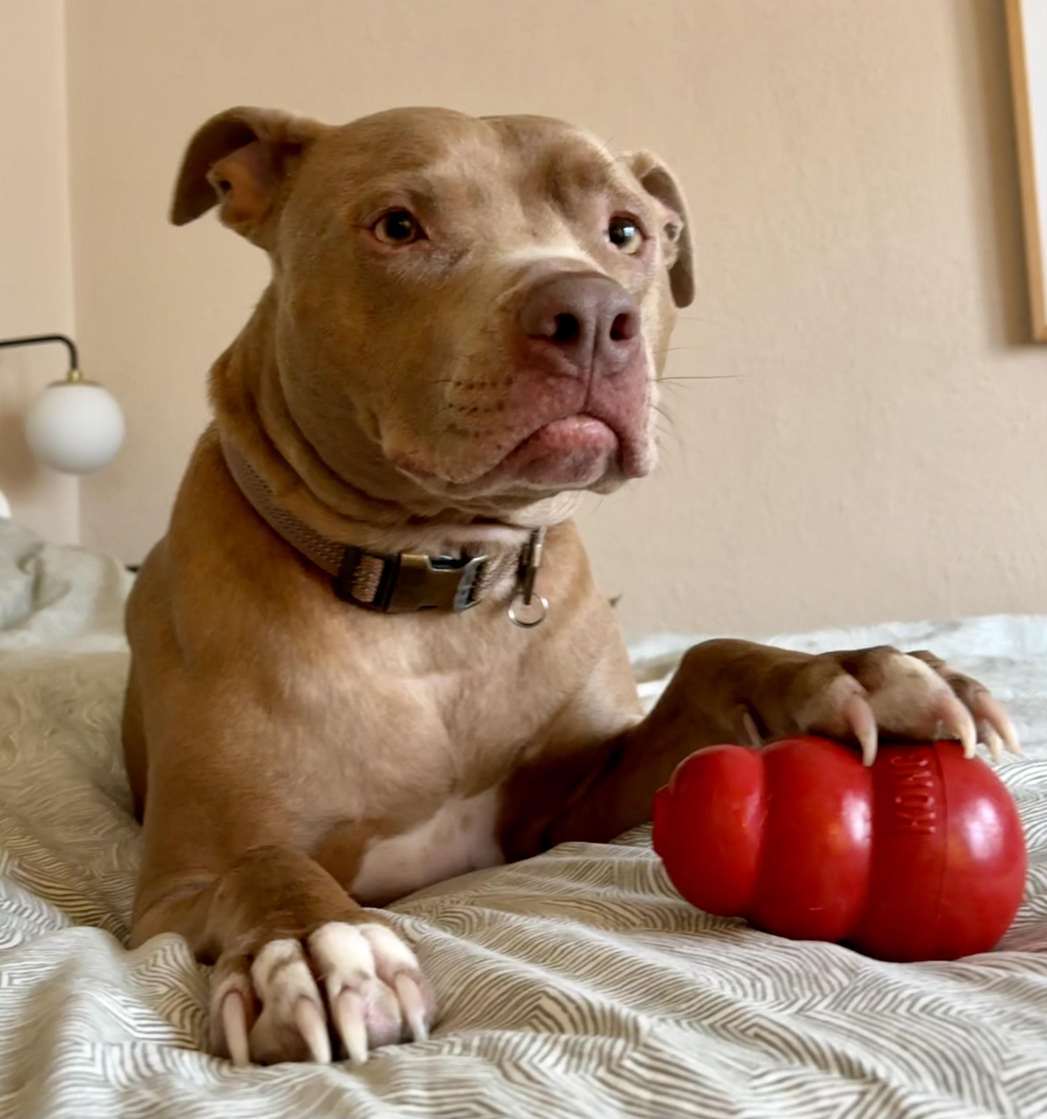 Enlarge Geo, a Adoptable mixed breed in Troy, MI image 1/6