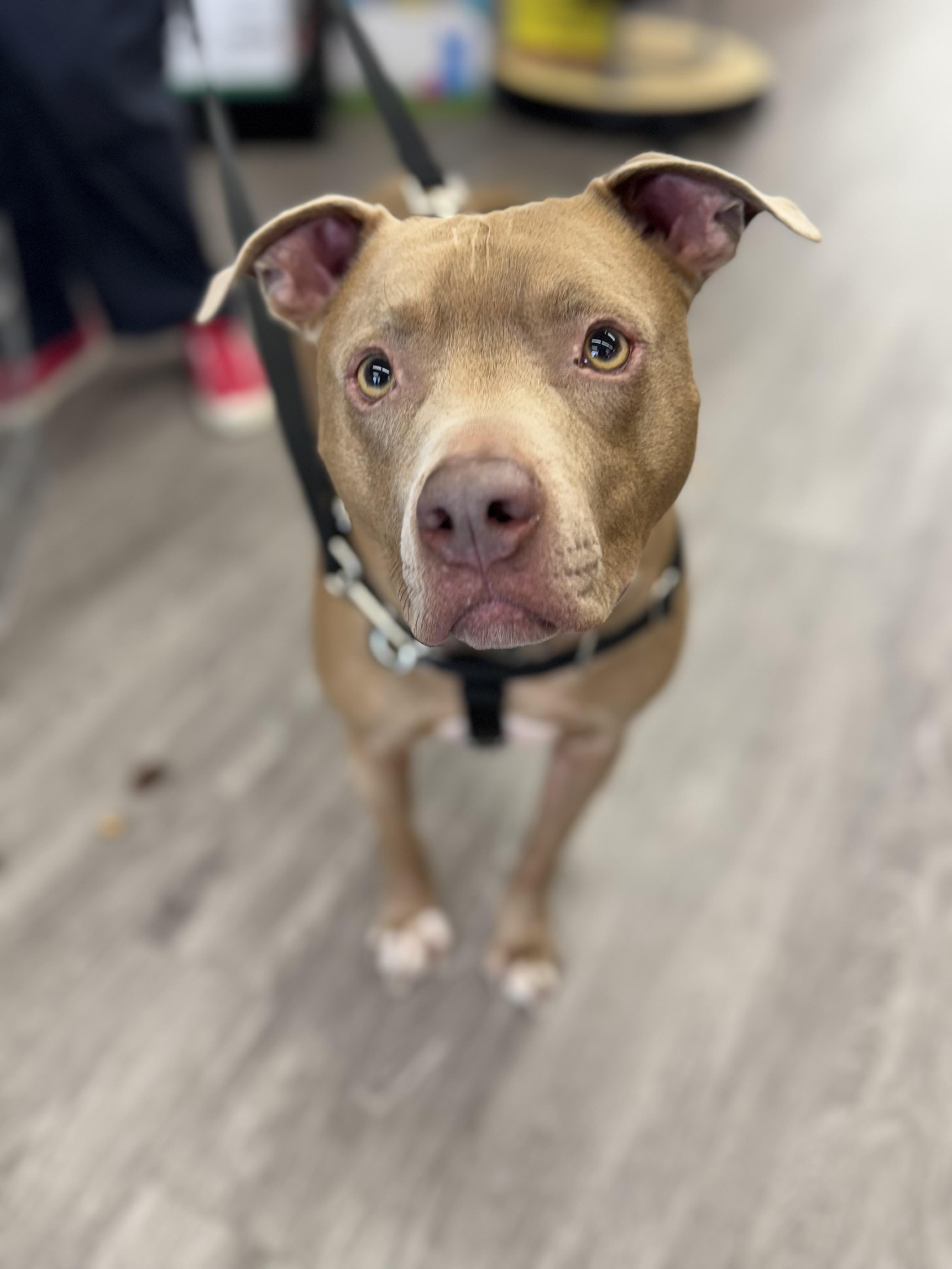 Enlarge Geo, a Adoptable mixed breed in Troy, MI image 3/6