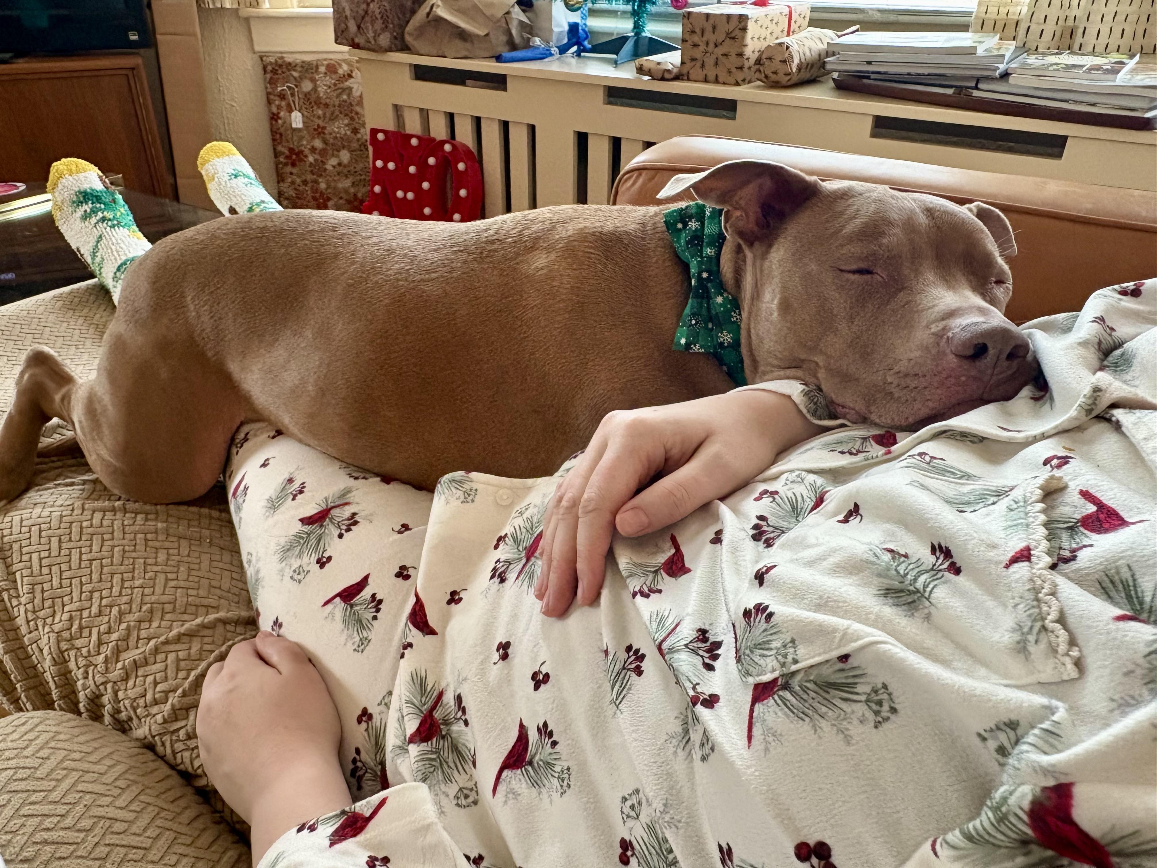 Enlarge Geo, a Adoptable mixed breed in Troy, MI image 3/6