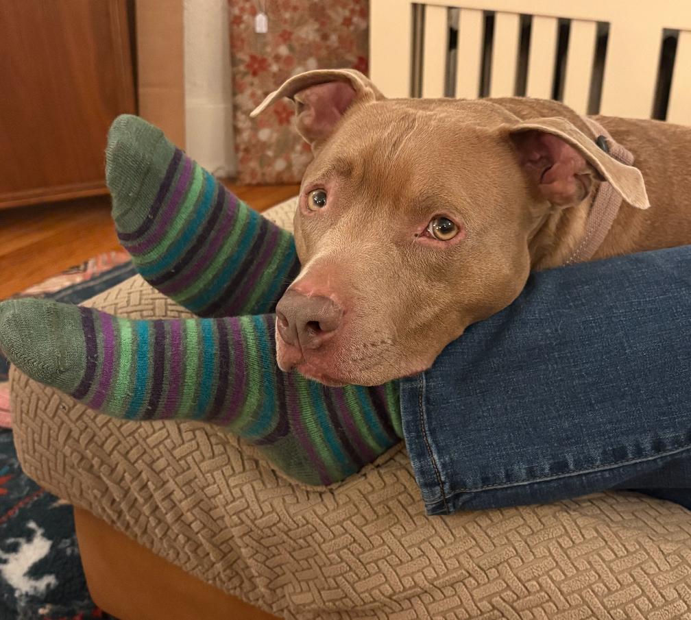 Enlarge Geo, a Adoptable mixed breed in Troy, MI image 6/6