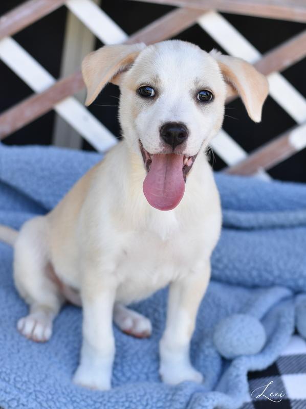 Lexy (L Puppies), Baby Female Labrador Retriever