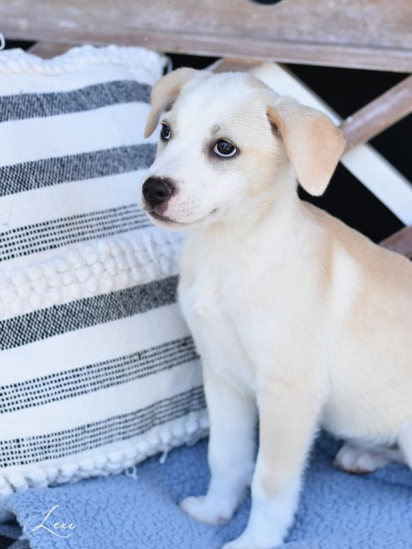 Lexy (L Puppies) photo 5