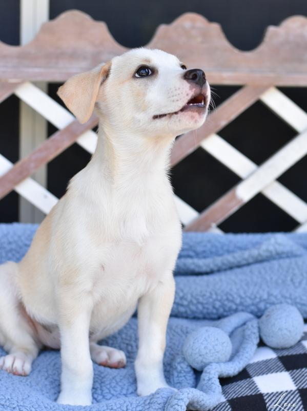 Lexy (L Puppies) photo 2
