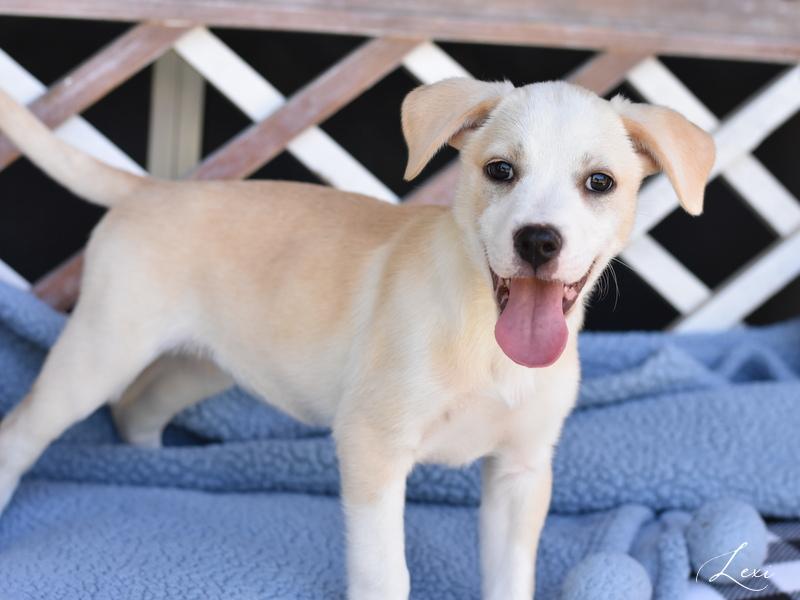 Lexy (L Puppies) photo 6