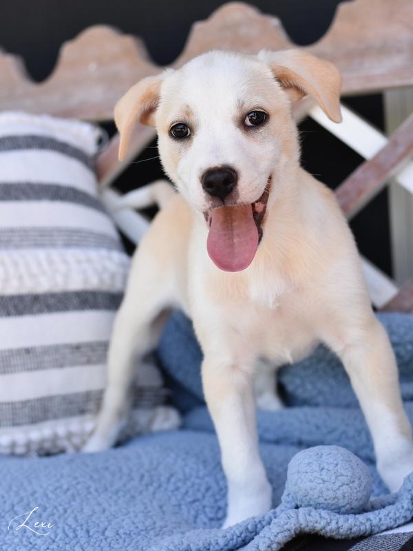 Lexy (L Puppies) photo 4