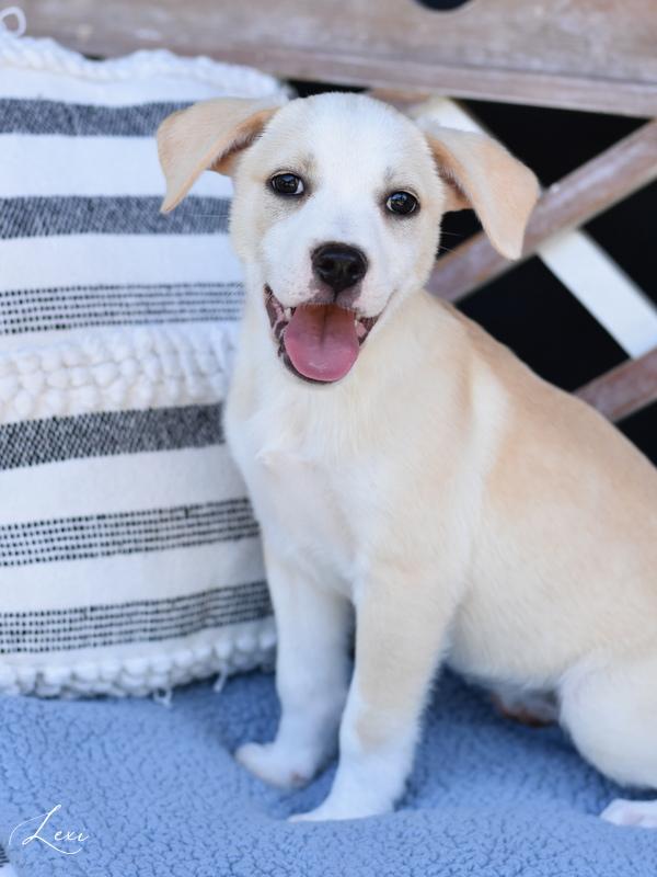 Lexy (L Puppies) photo 3