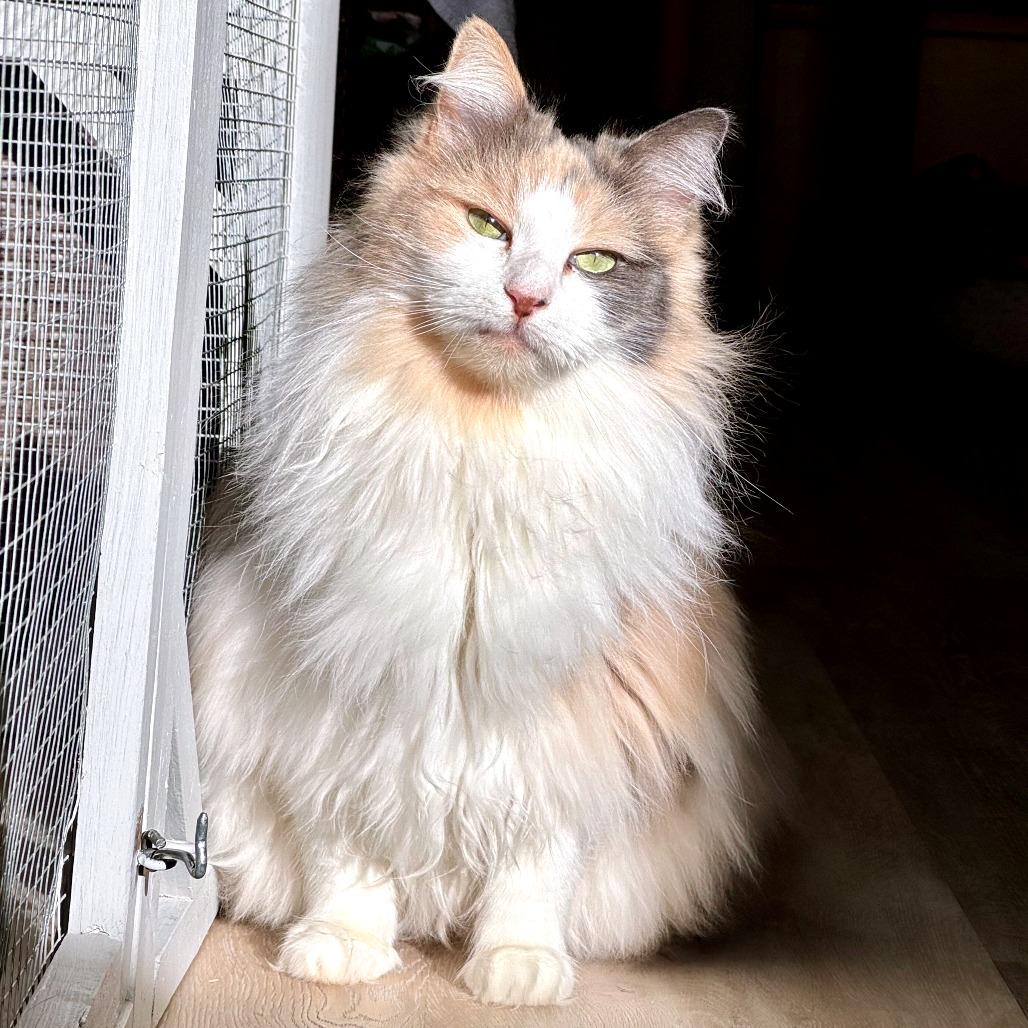 Alice, a Adoptable Domestic Long Hair in Durango, CO image 1/5