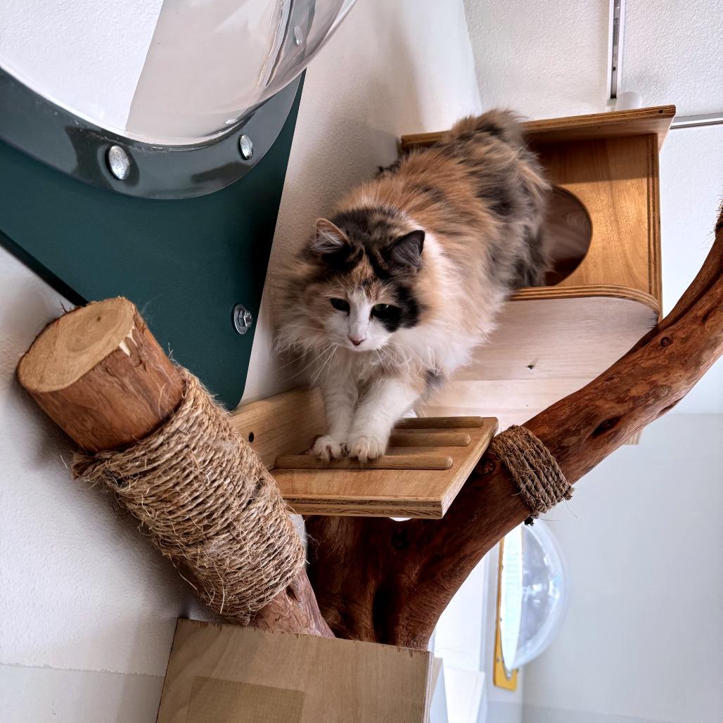 Alice, a Adoptable Domestic Long Hair in Durango, CO image 2/5