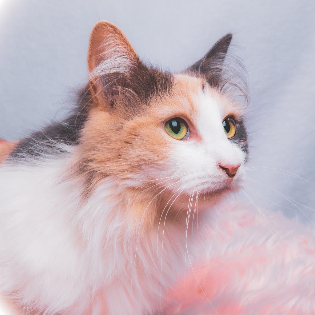 Enlarge Alice, a Adoptable Domestic Long Hair in Durango, CO image 1/3